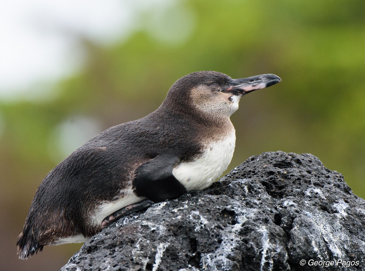 Galapagos Penguin - George Pagos