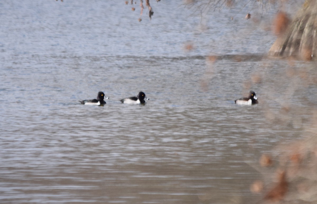 Ring-necked Duck - Jonathan Snyder