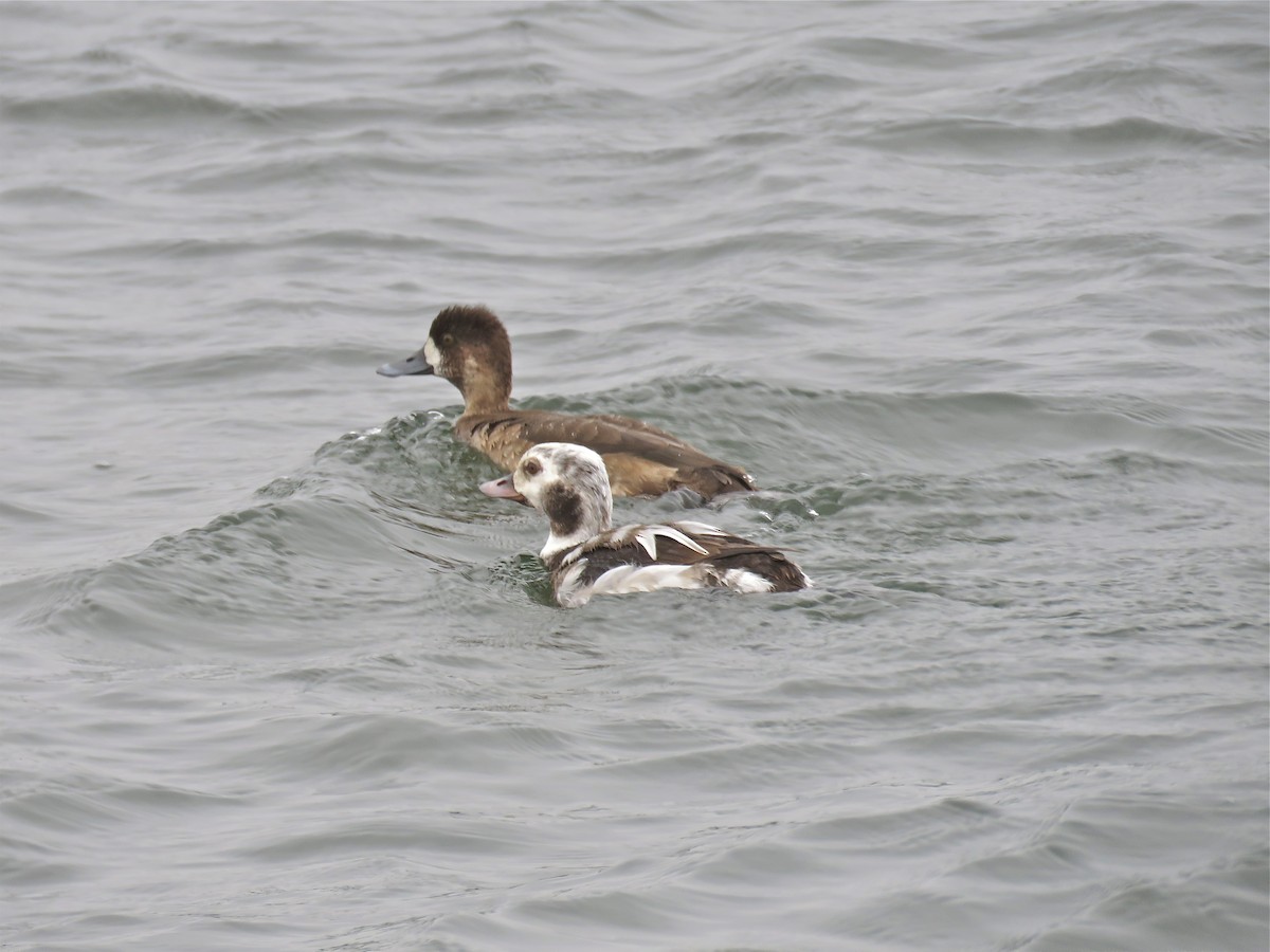Long-tailed Duck - Cherrie Sneed