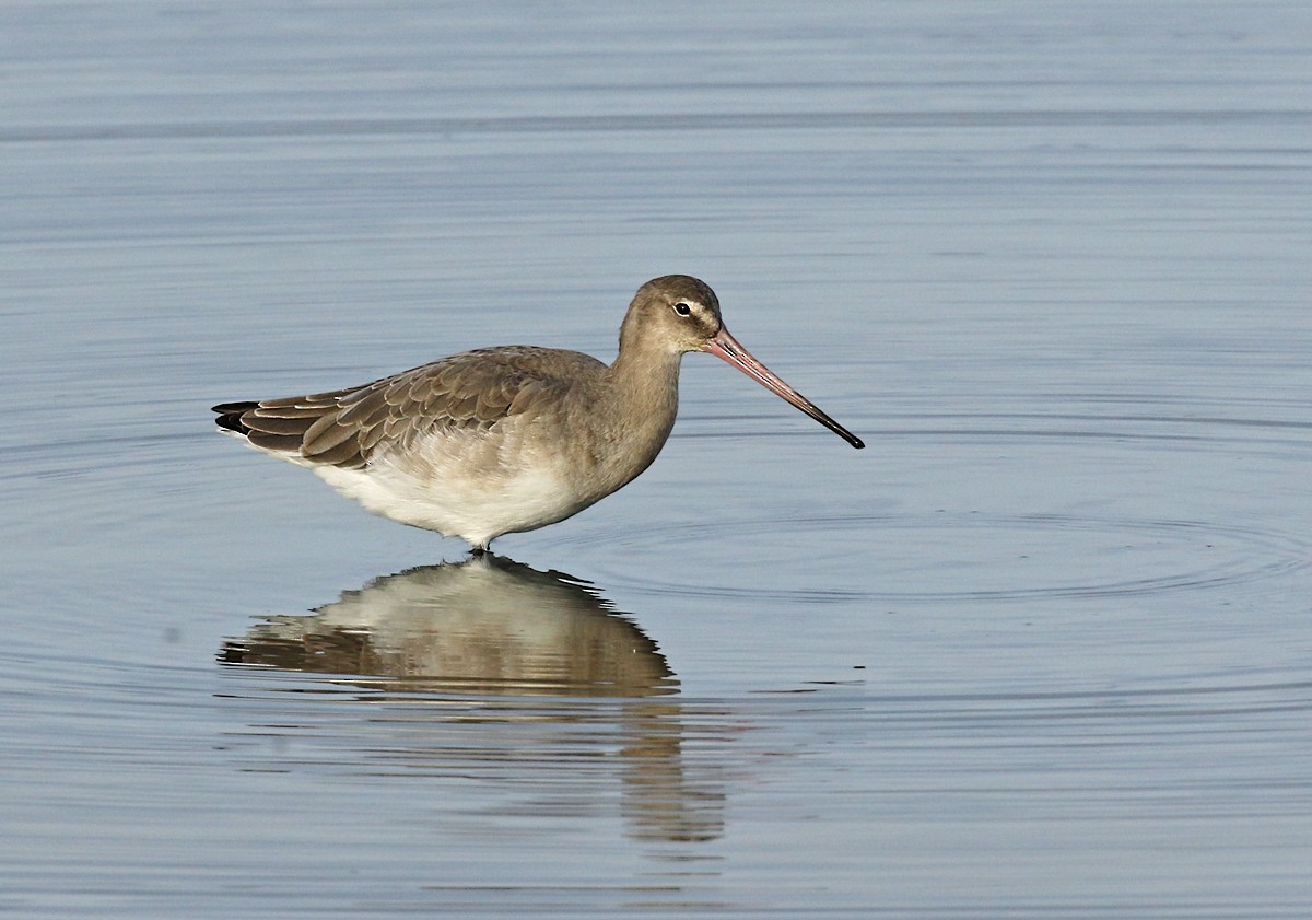 Black-tailed Godwit - Dave Bakewell