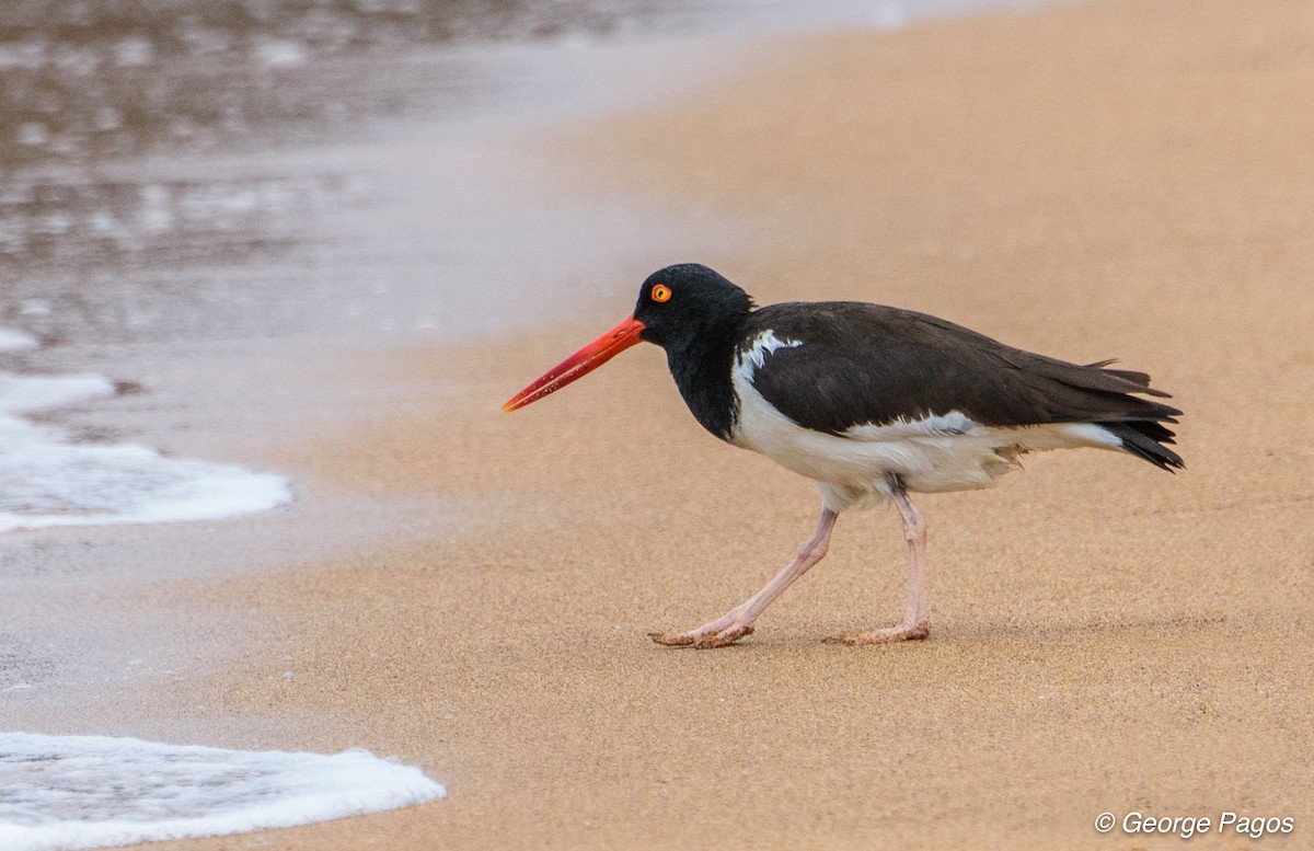 American Oystercatcher - George Pagos