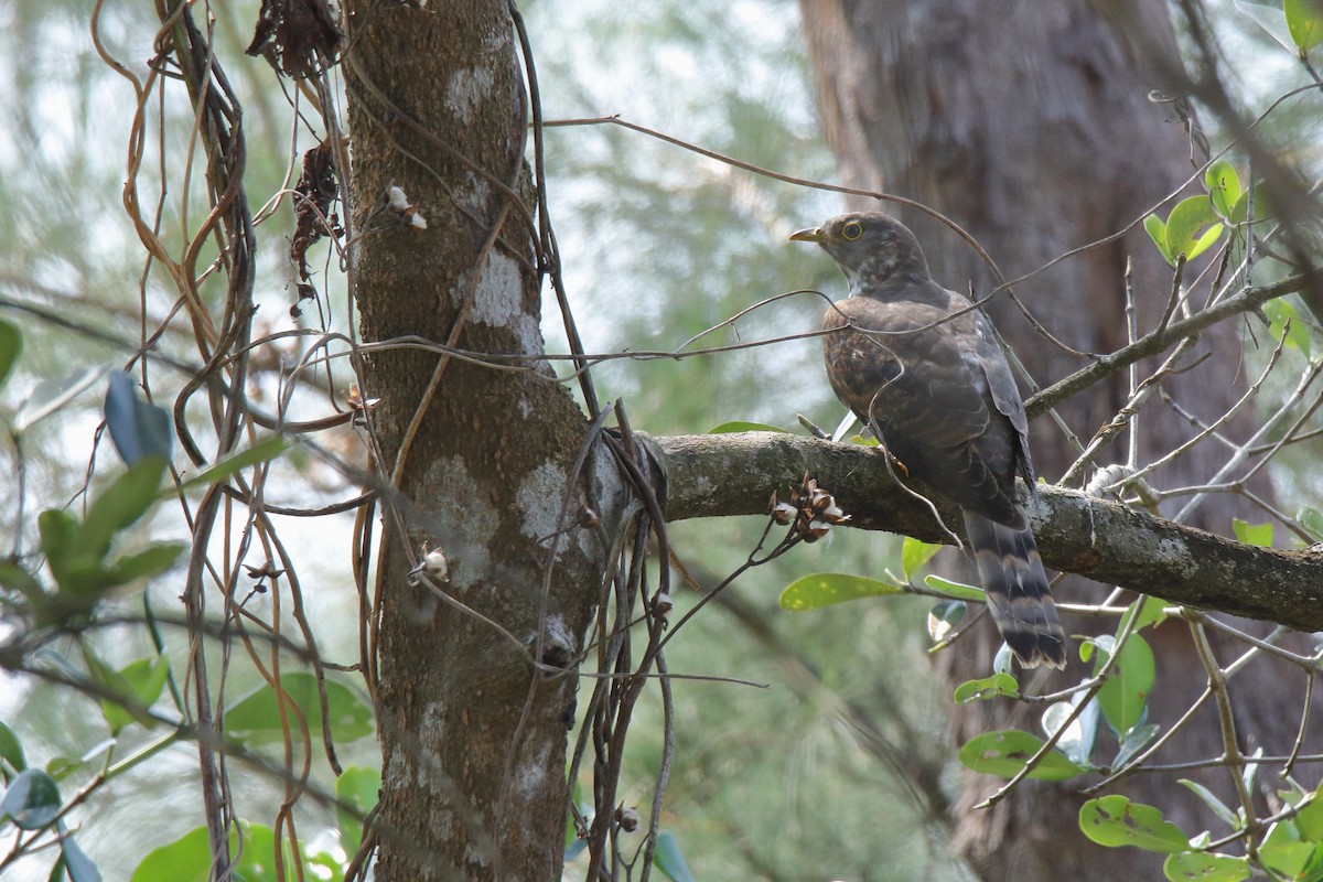 Common Hawk-Cuckoo - Harshith JV