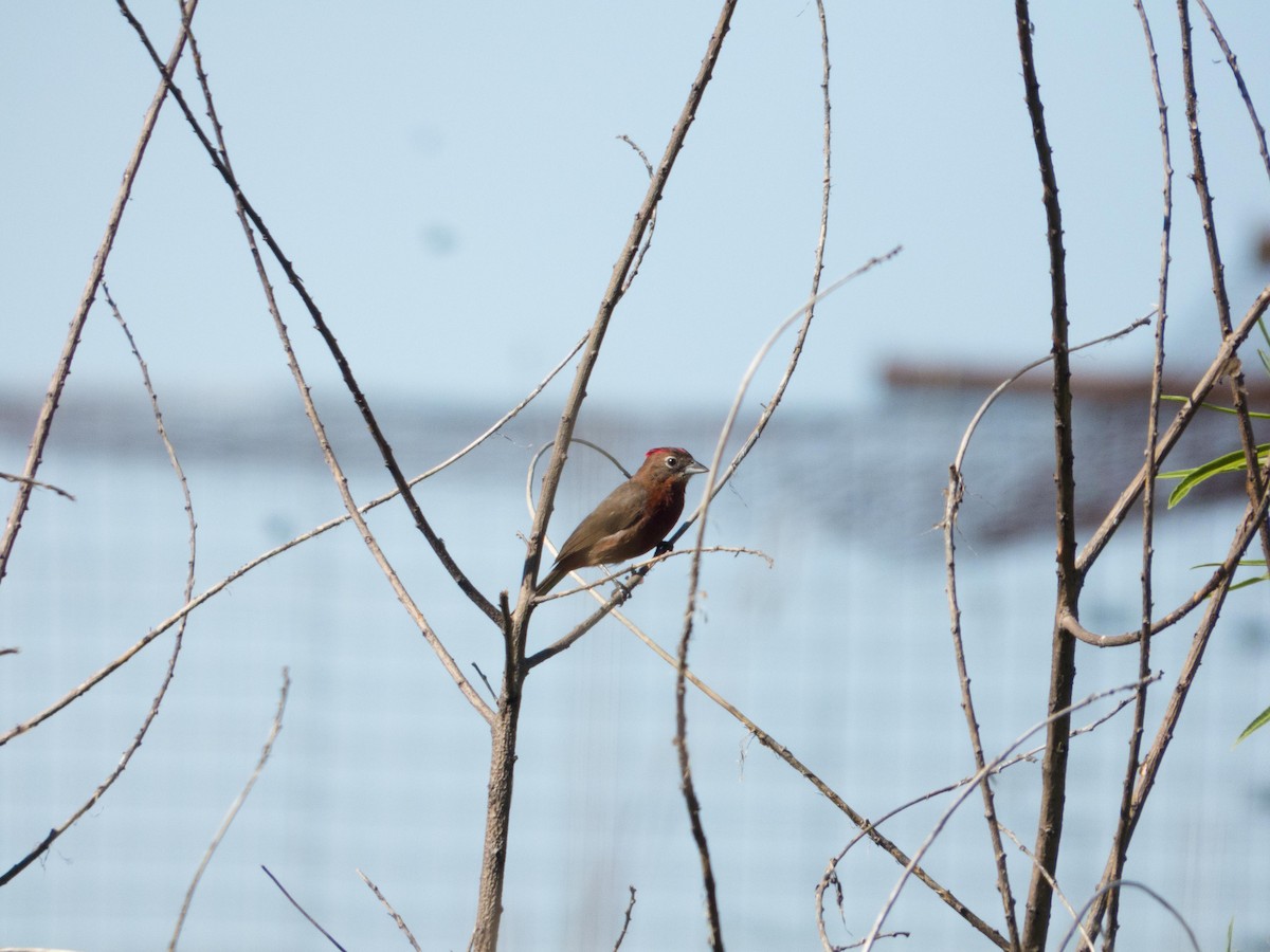Red-crested Finch - ML79566001