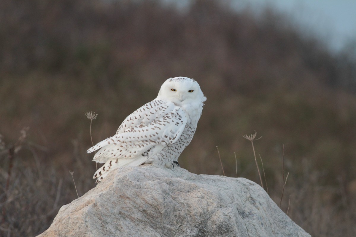 Snowy Owl - ML79567201