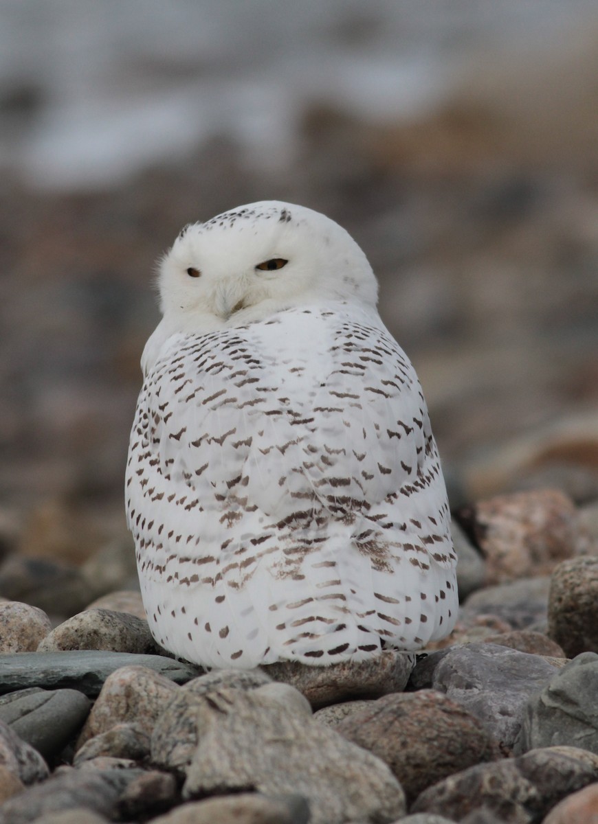 Snowy Owl - ML79567221