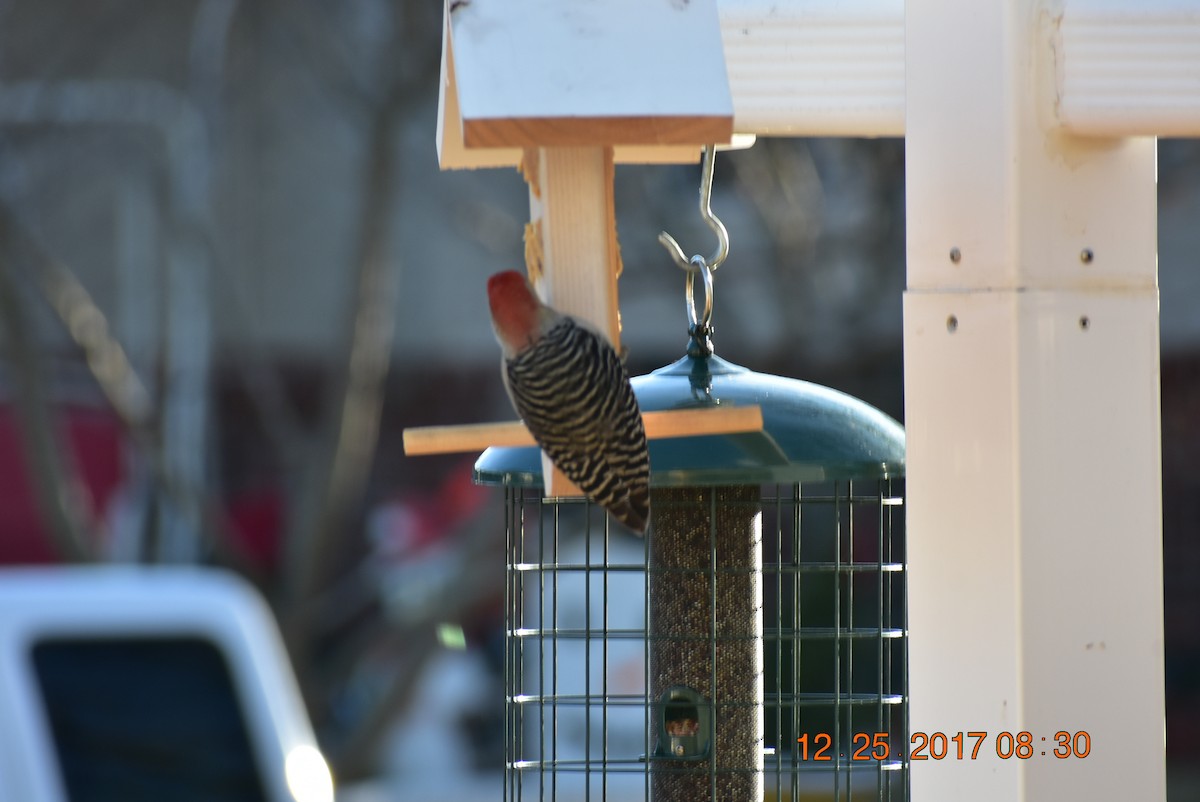 Red-bellied Woodpecker - Maggee Smith