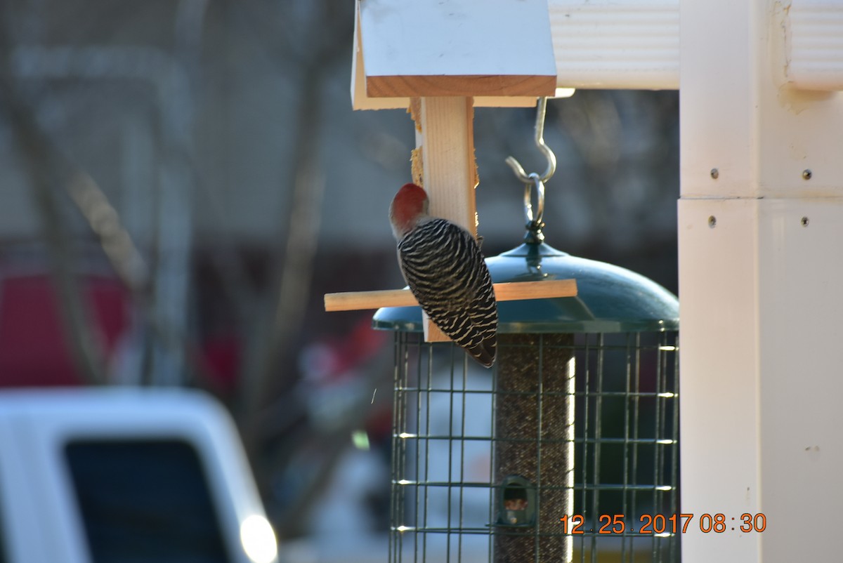 Red-bellied Woodpecker - Maggee Smith