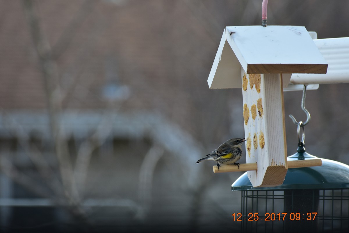 Yellow-rumped Warbler - Maggee Smith