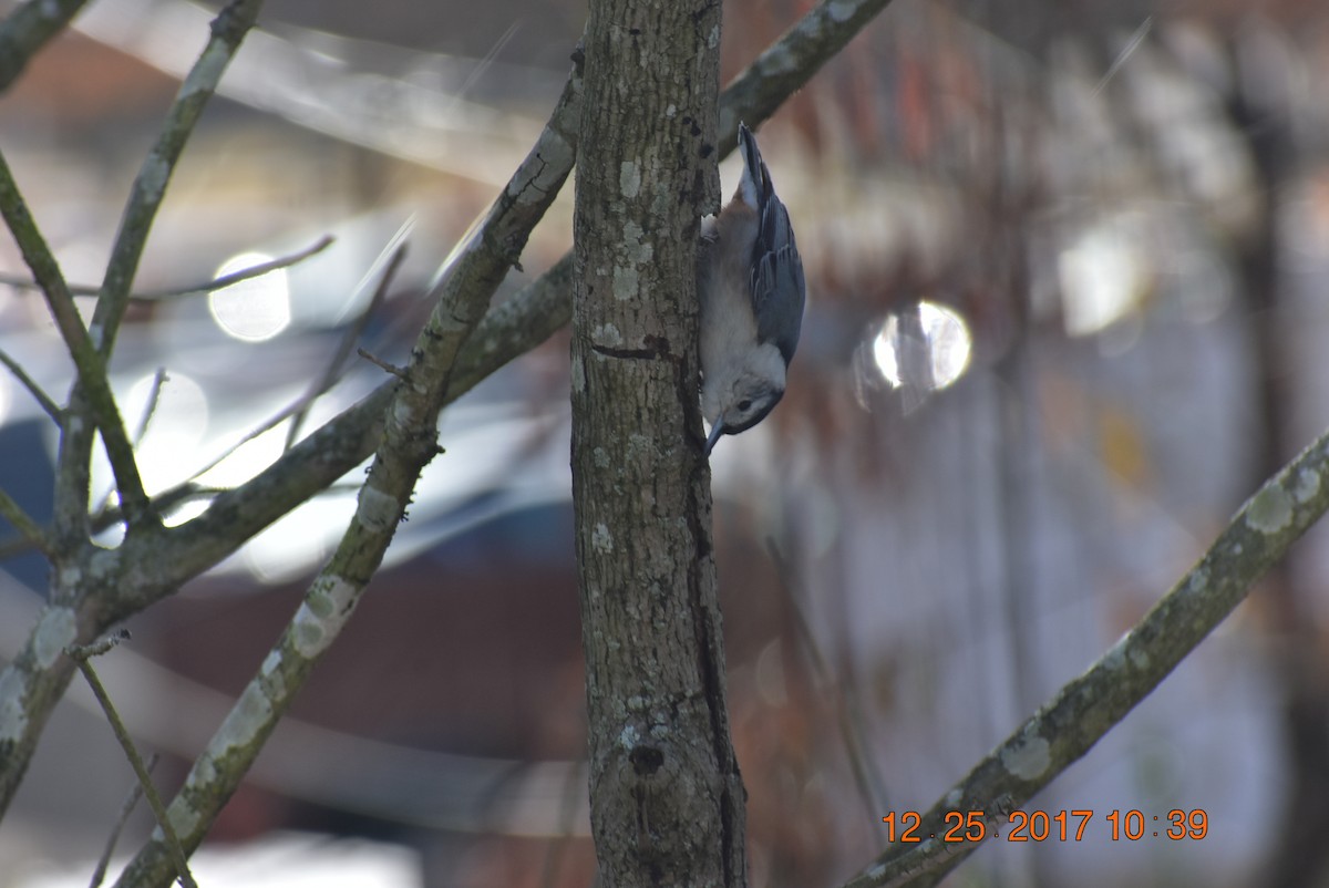White-breasted Nuthatch - Maggee Smith