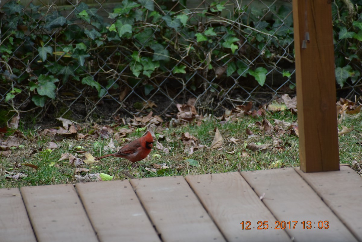 Northern Cardinal - Maggee Smith