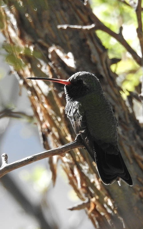 Broad-billed Hummingbird - Tom Haglund