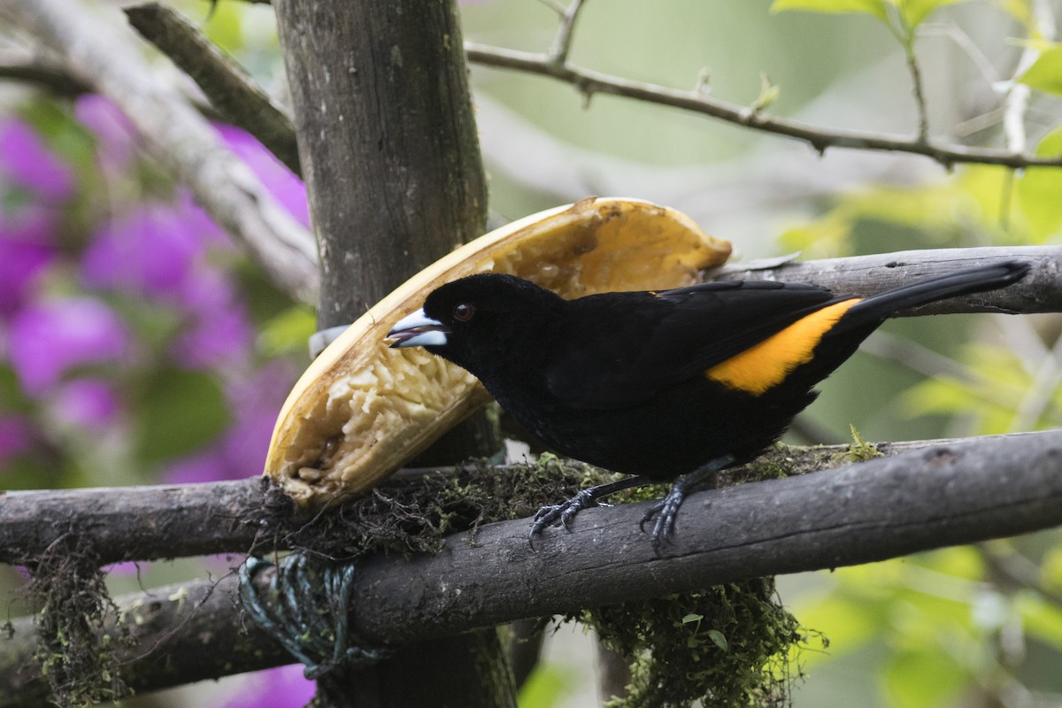Flame-rumped Tanager - ML79573751