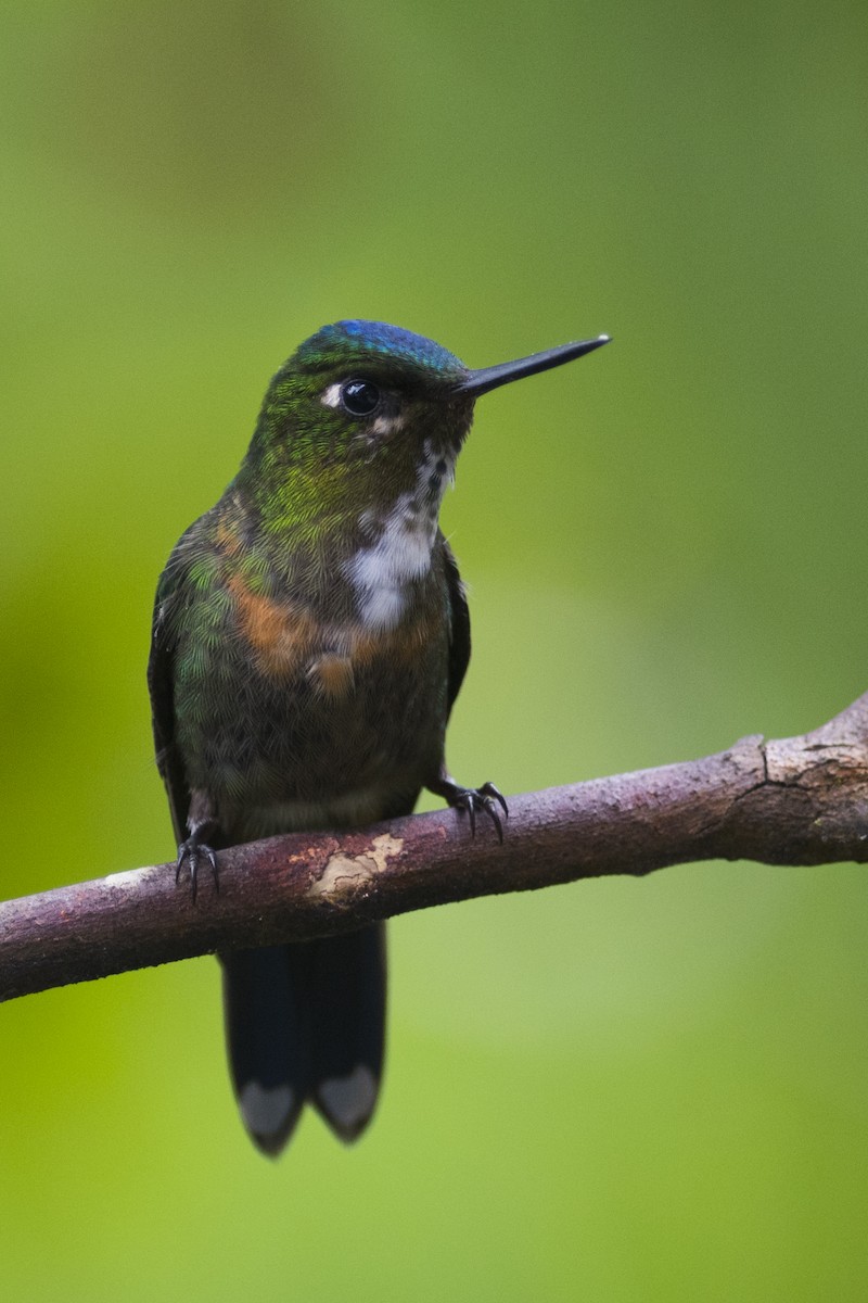 Violet-tailed Sylph - ML79573831