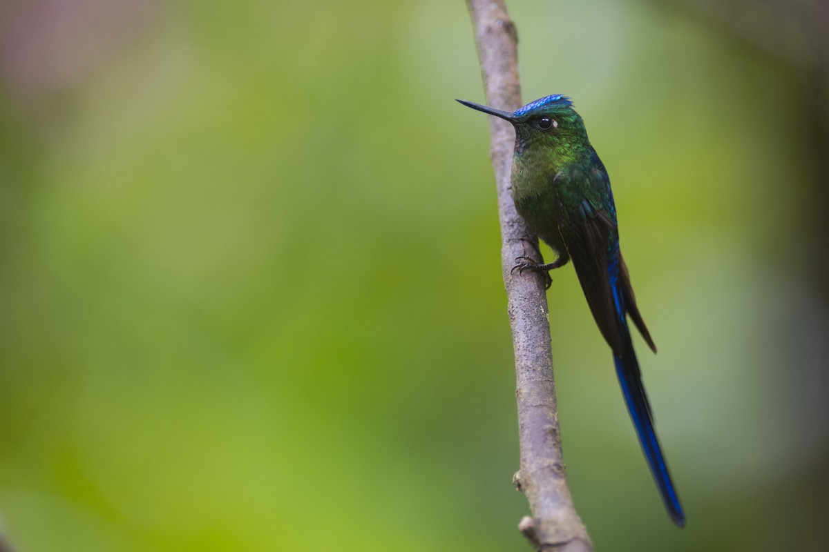 Violet-tailed Sylph - ML79573911