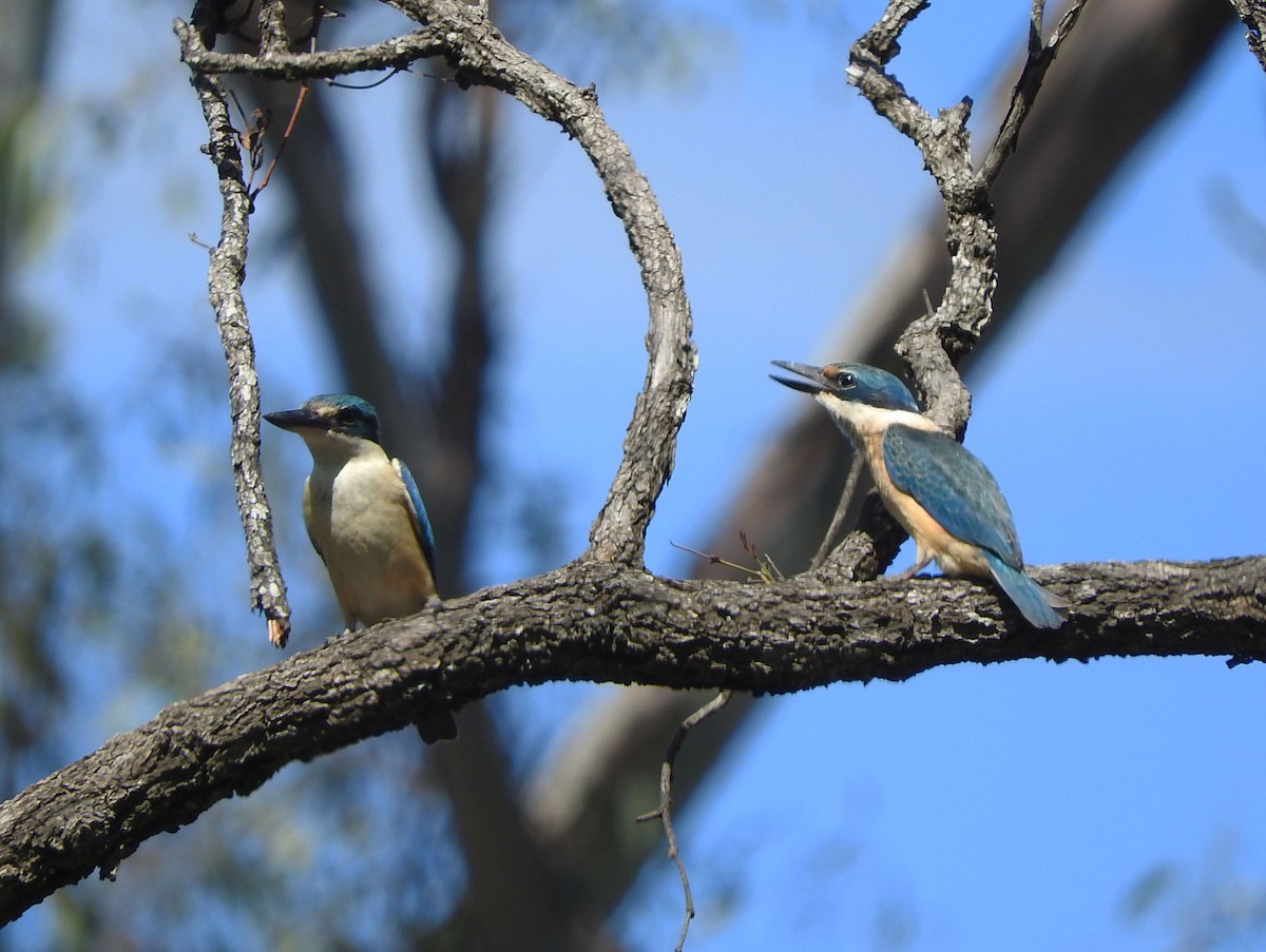 Sacred Kingfisher (Australasian) - ML79574881