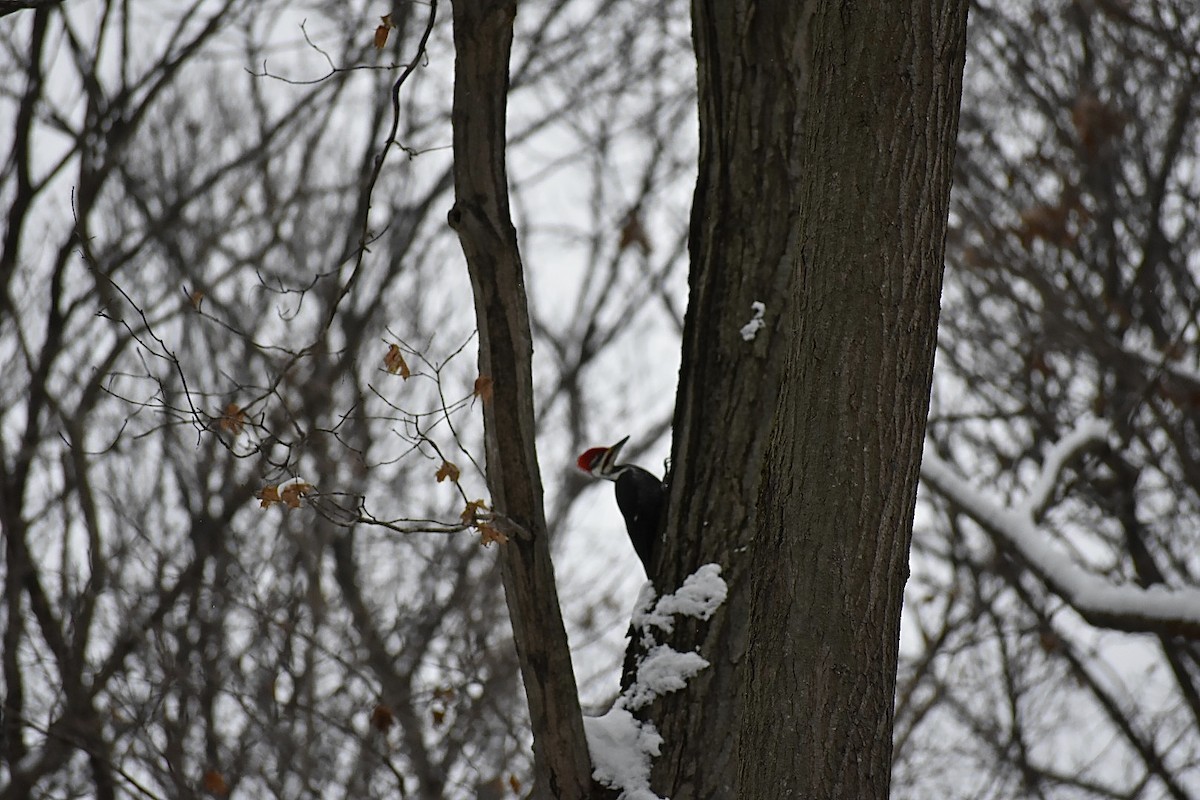 Pileated Woodpecker - Mia Rienstra