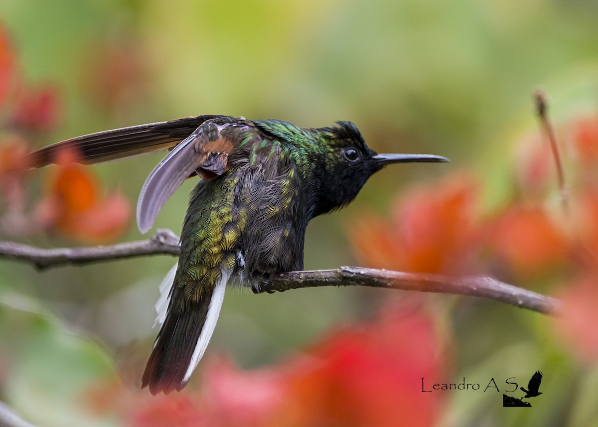 Black-bellied Hummingbird - ML79575341