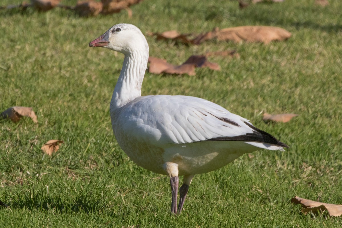 Ross's Goose - Andy Lazere