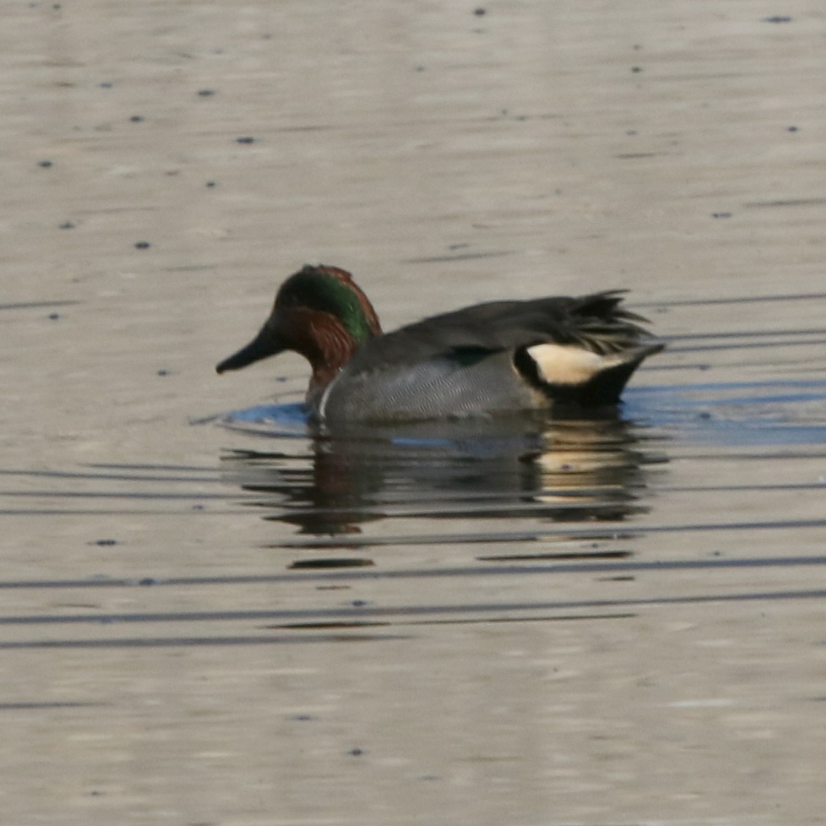 Green-winged Teal - ML79577301