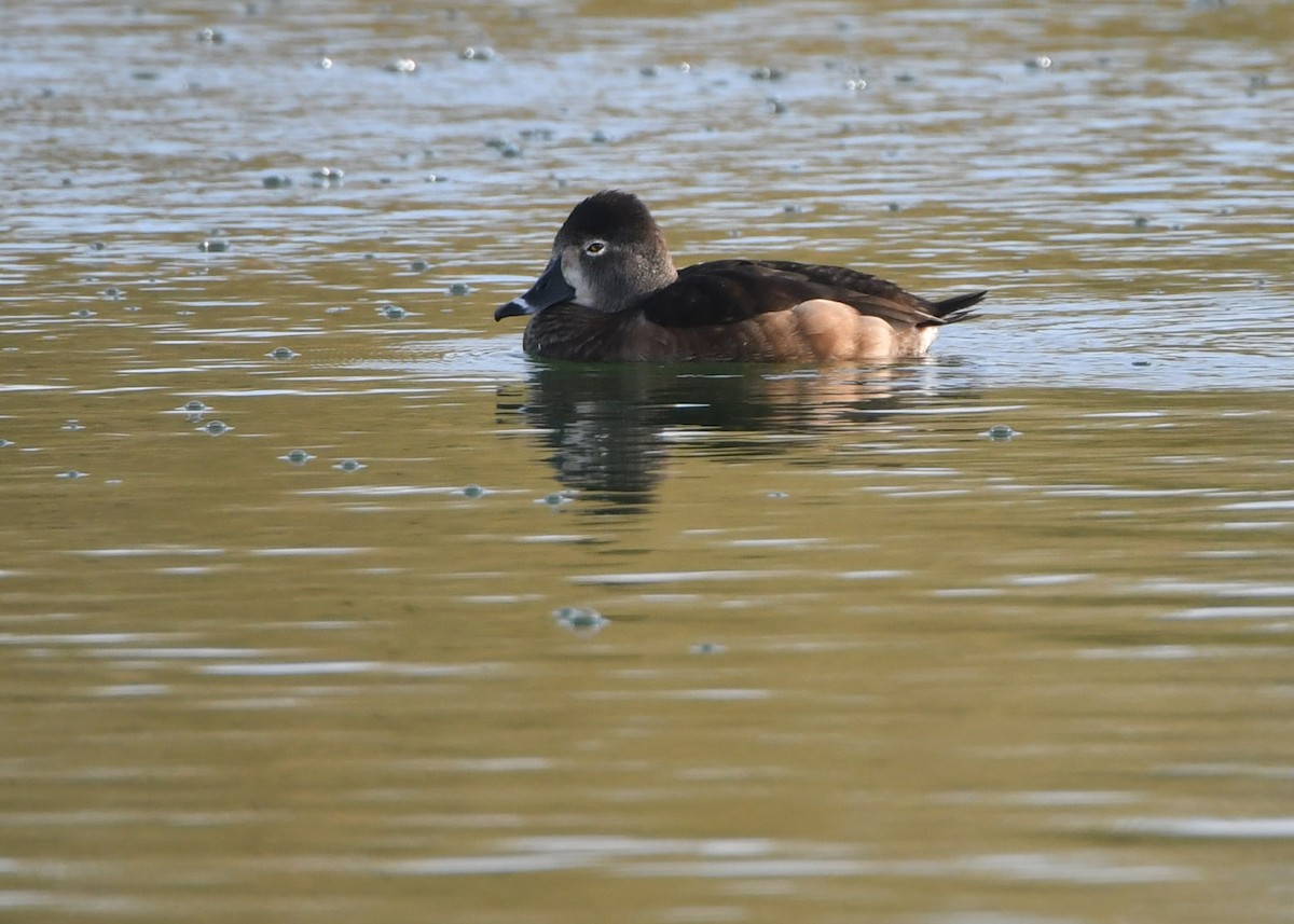 Ring-necked Duck - ML79578861