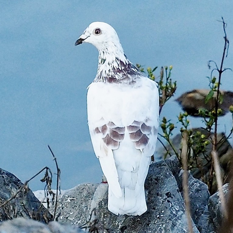 Rock Pigeon (Feral Pigeon) - ML79580481