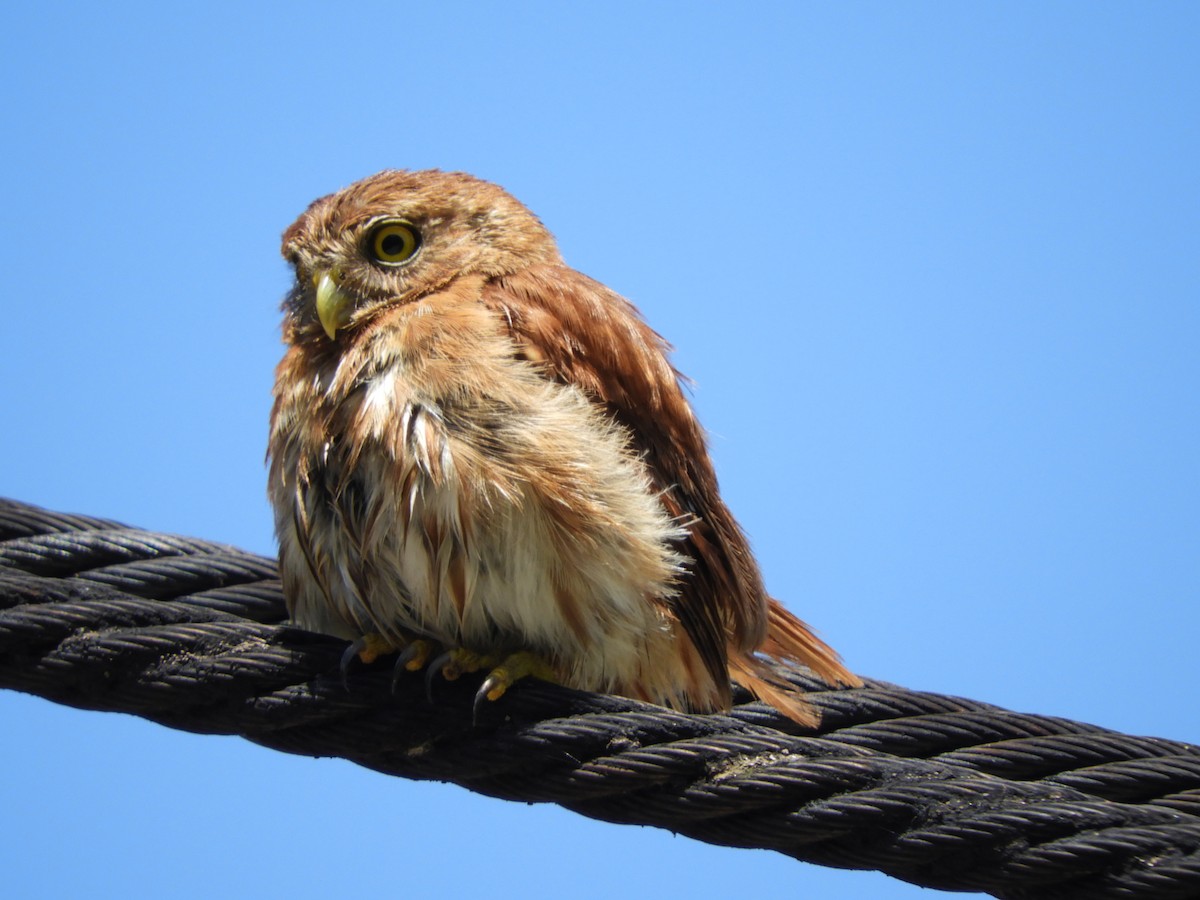 Ferruginous Pygmy-Owl - Jorge Galván