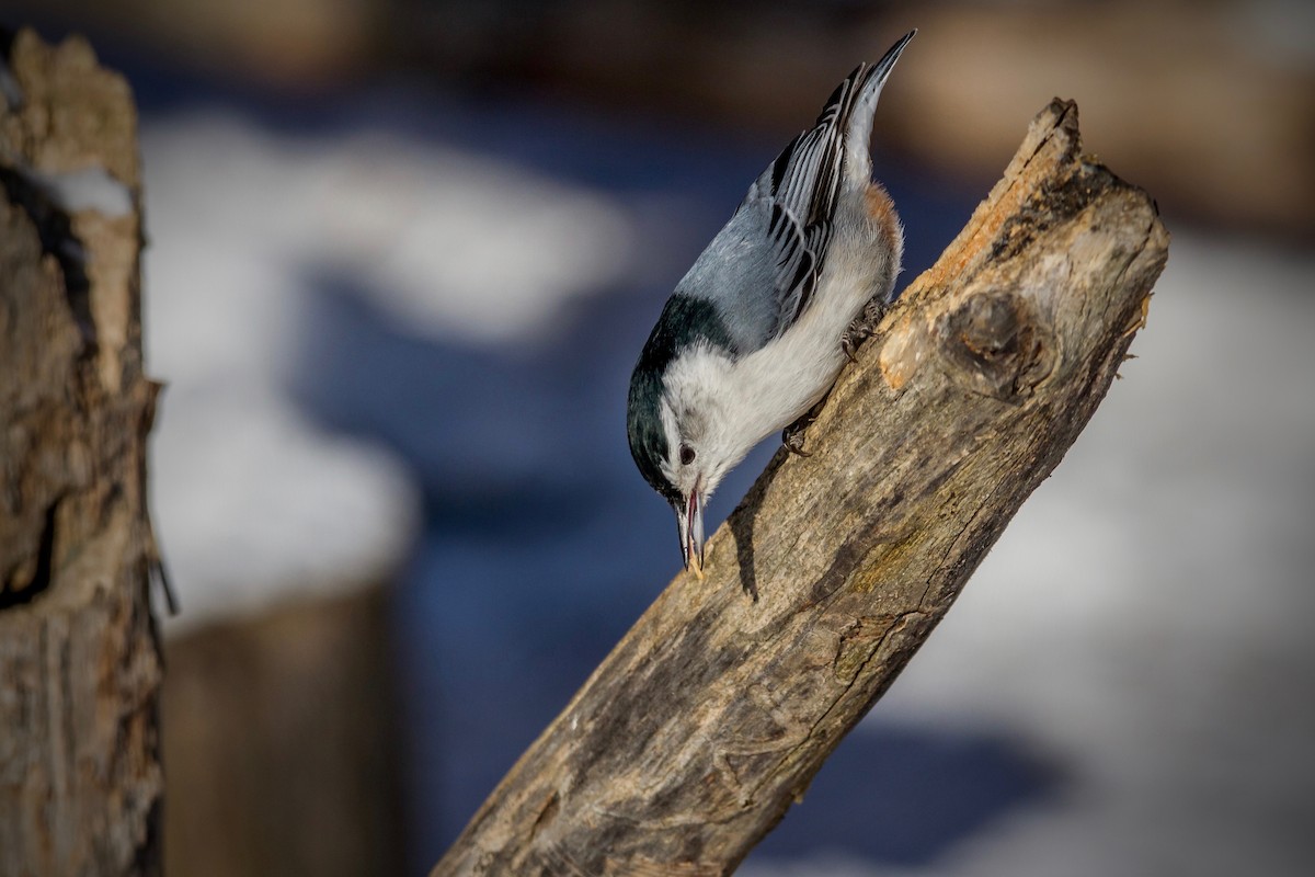 White-breasted Nuthatch - ML79582871