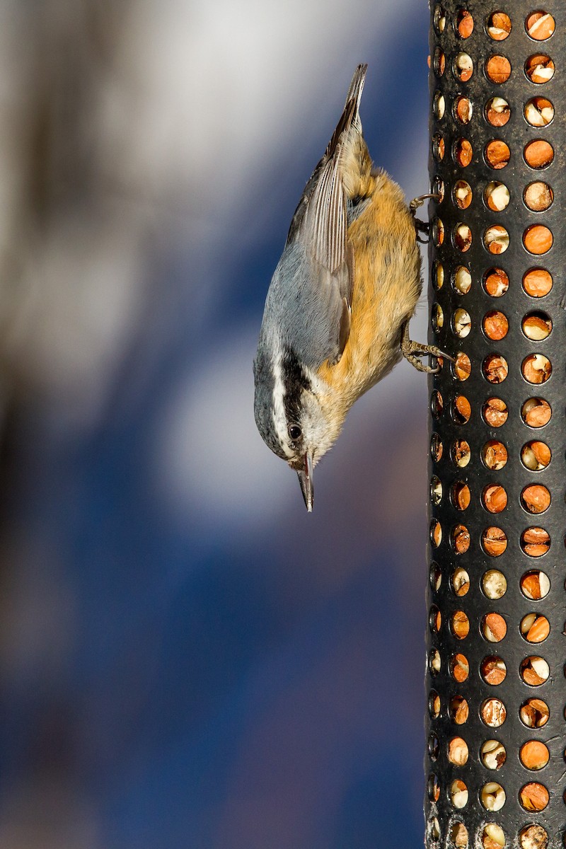 Red-breasted Nuthatch - ML79582931