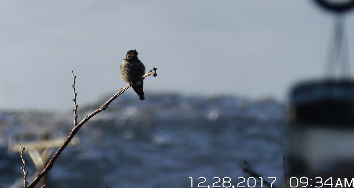 Anna's Hummingbird - ML79583991