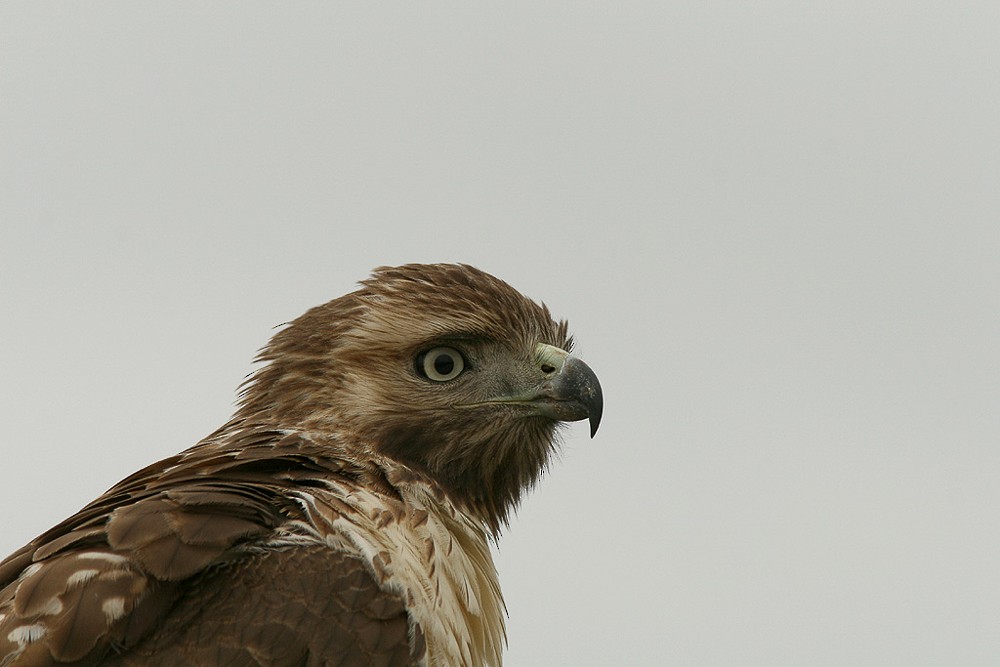Red-tailed Hawk - Sylvie Robert