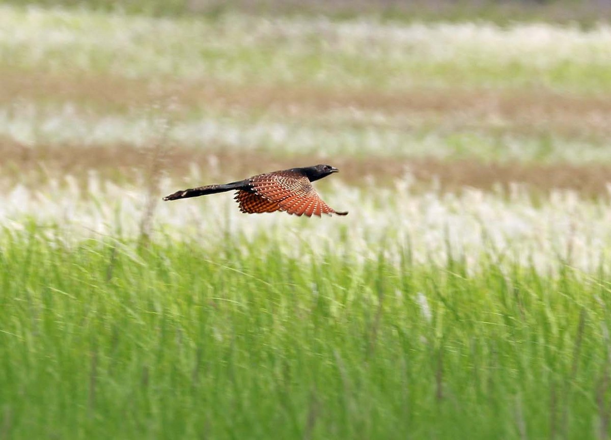 Pheasant Coucal (Pheasant) - Martin Reid