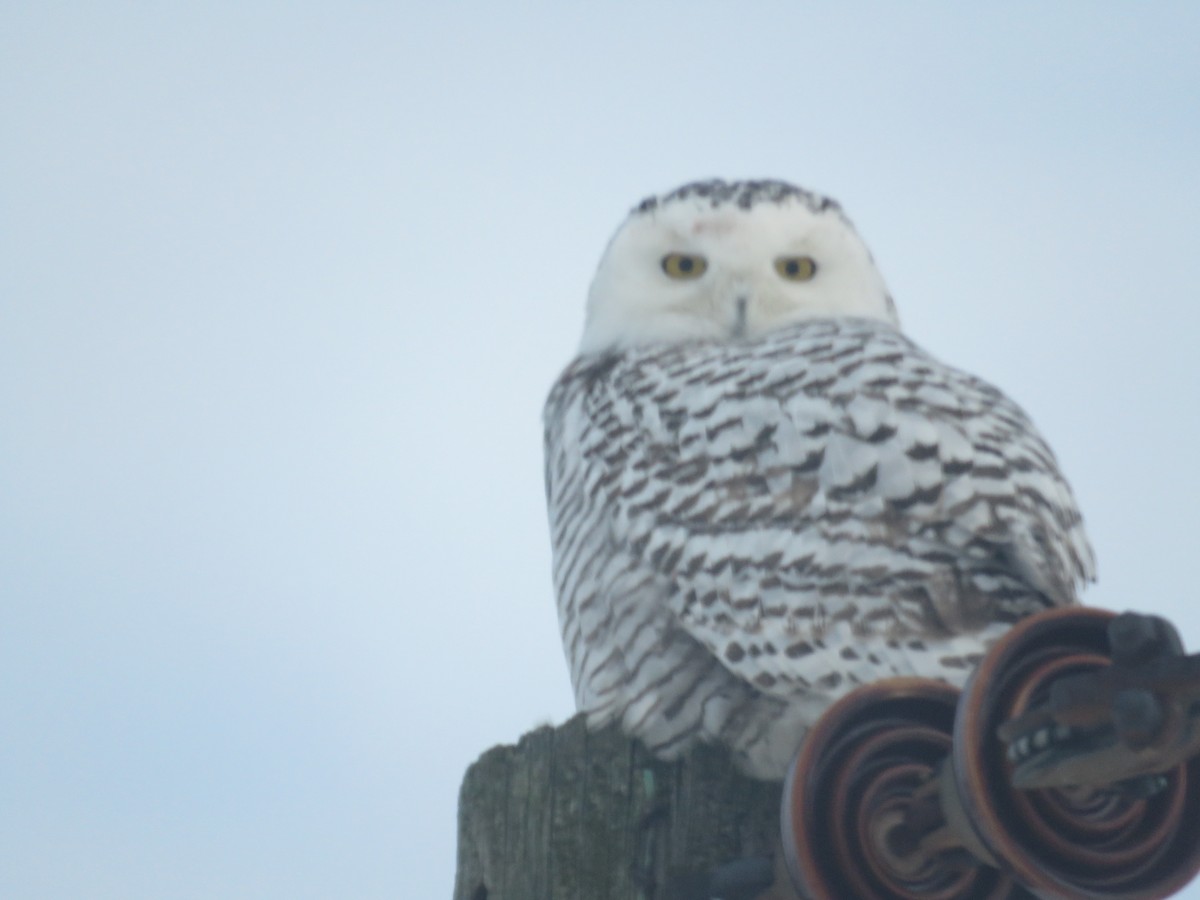 Snowy Owl - Robert Sams