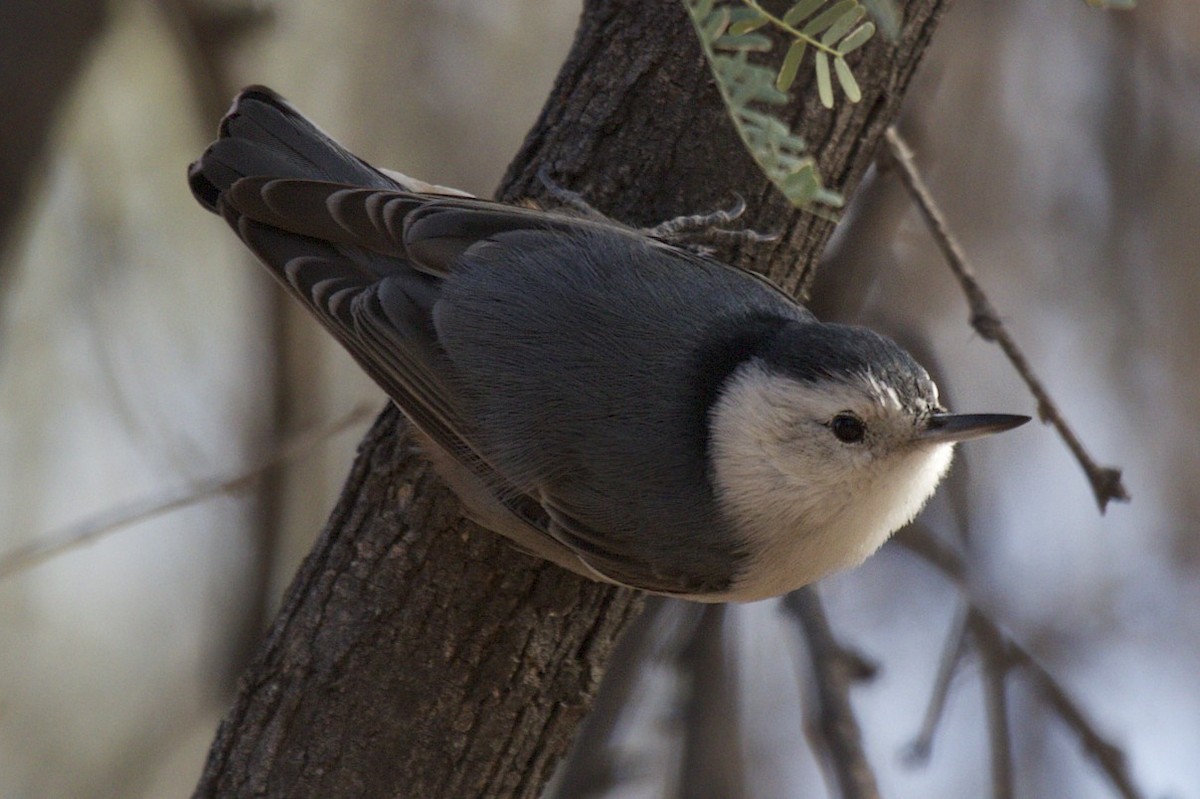 White-breasted Nuthatch - ML79591181