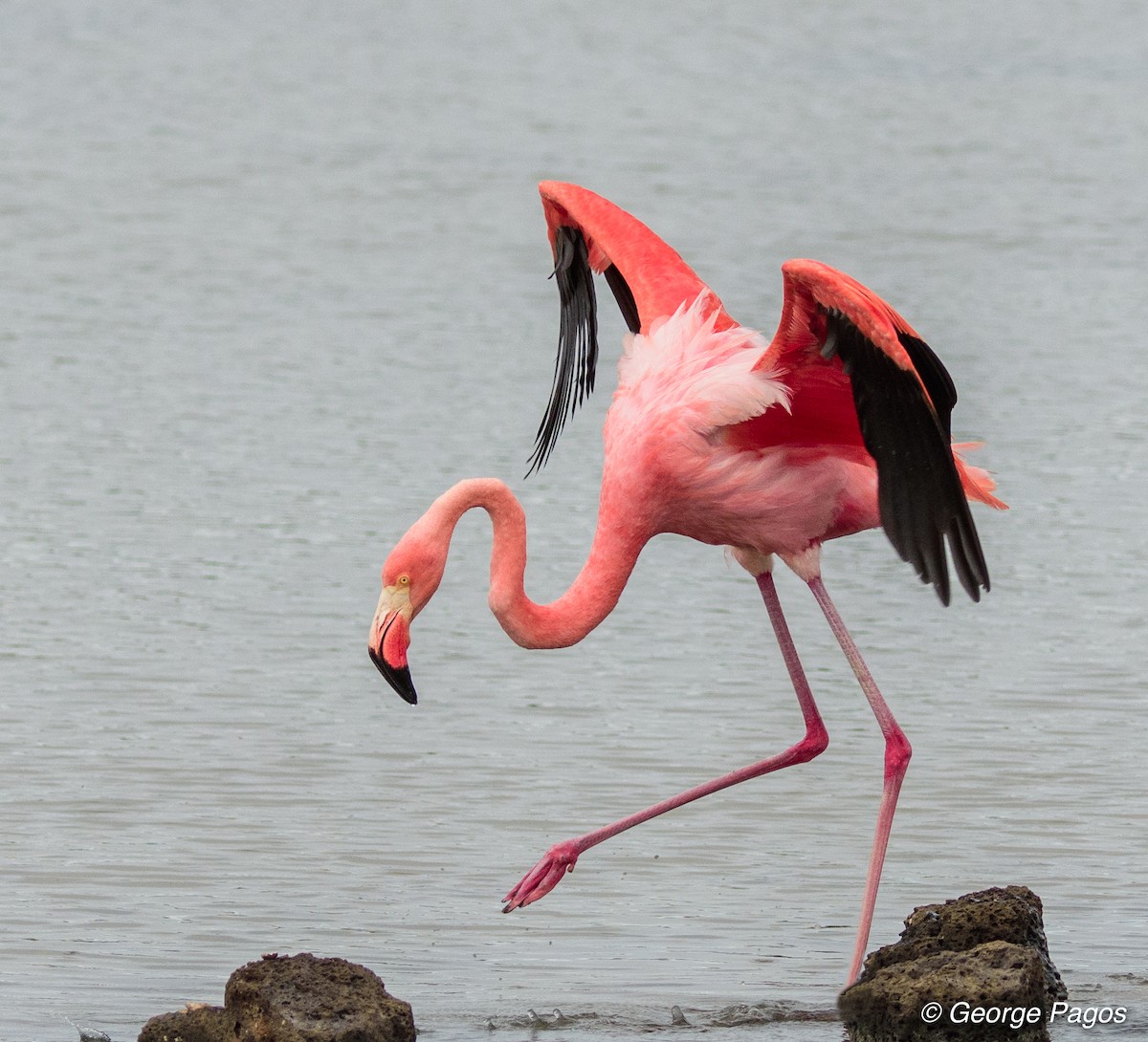 American Flamingo - George Pagos