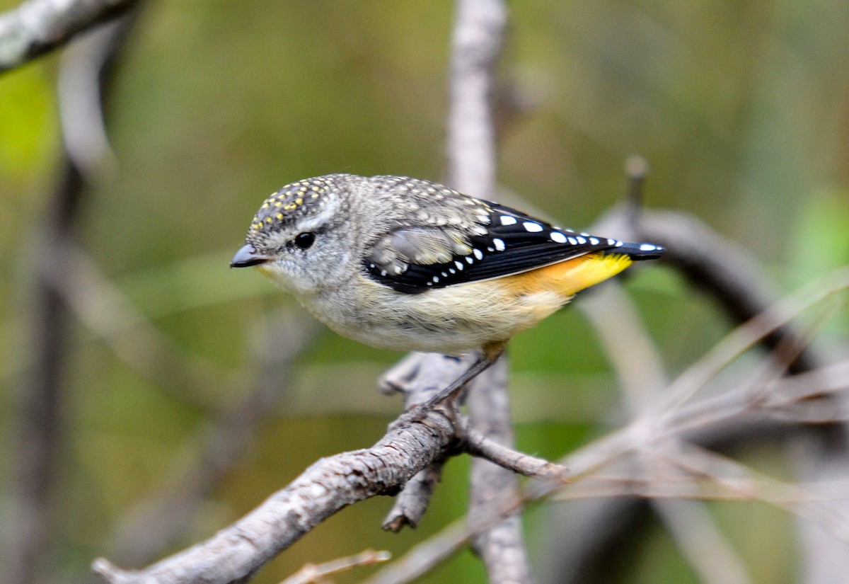 Spotted Pardalote - ML79592421