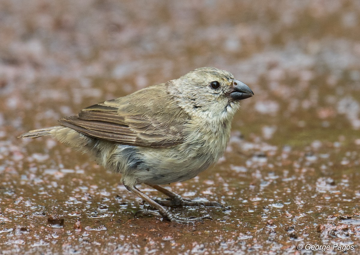 Small Tree-Finch - George Pagos