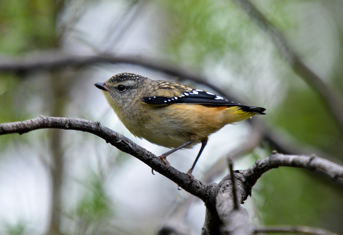 Spotted Pardalote - ML79592481