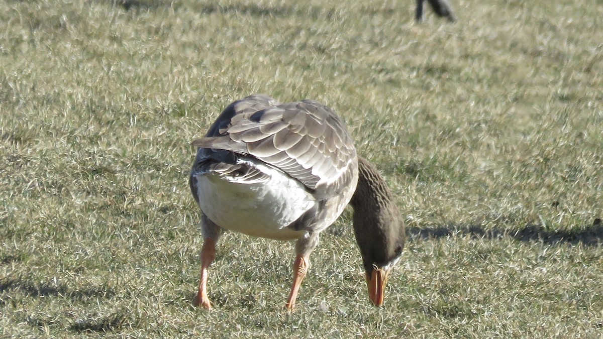 Greater White-fronted Goose - ML79592781
