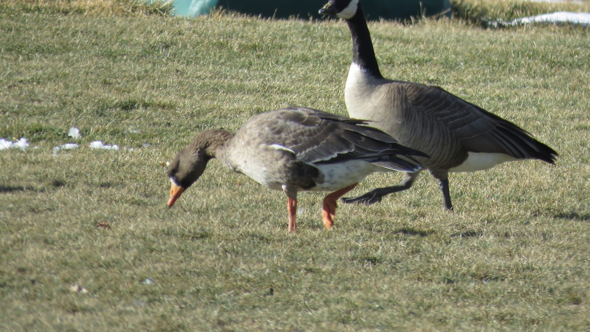 Greater White-fronted Goose - ML79592791