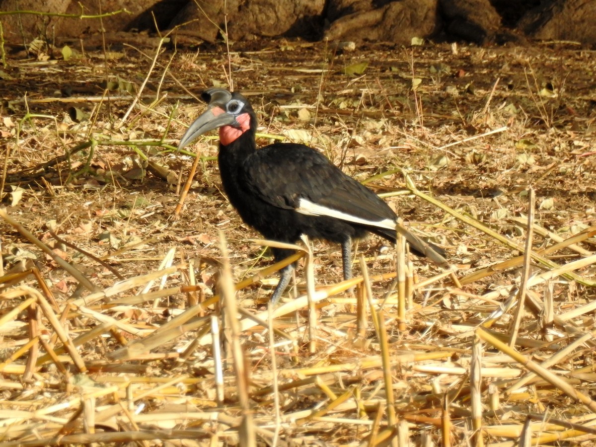 Abyssinian Ground-Hornbill - bob butler