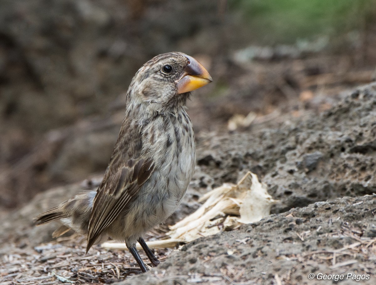 Large Ground-Finch - George Pagos