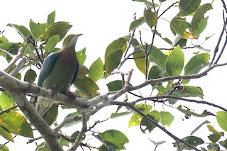  - Pink-spotted Fruit-Dove