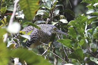  - Forest Bittern