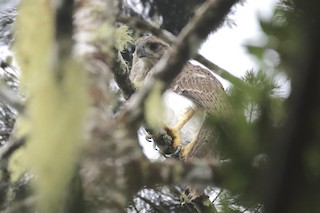  - New Guinea Eagle