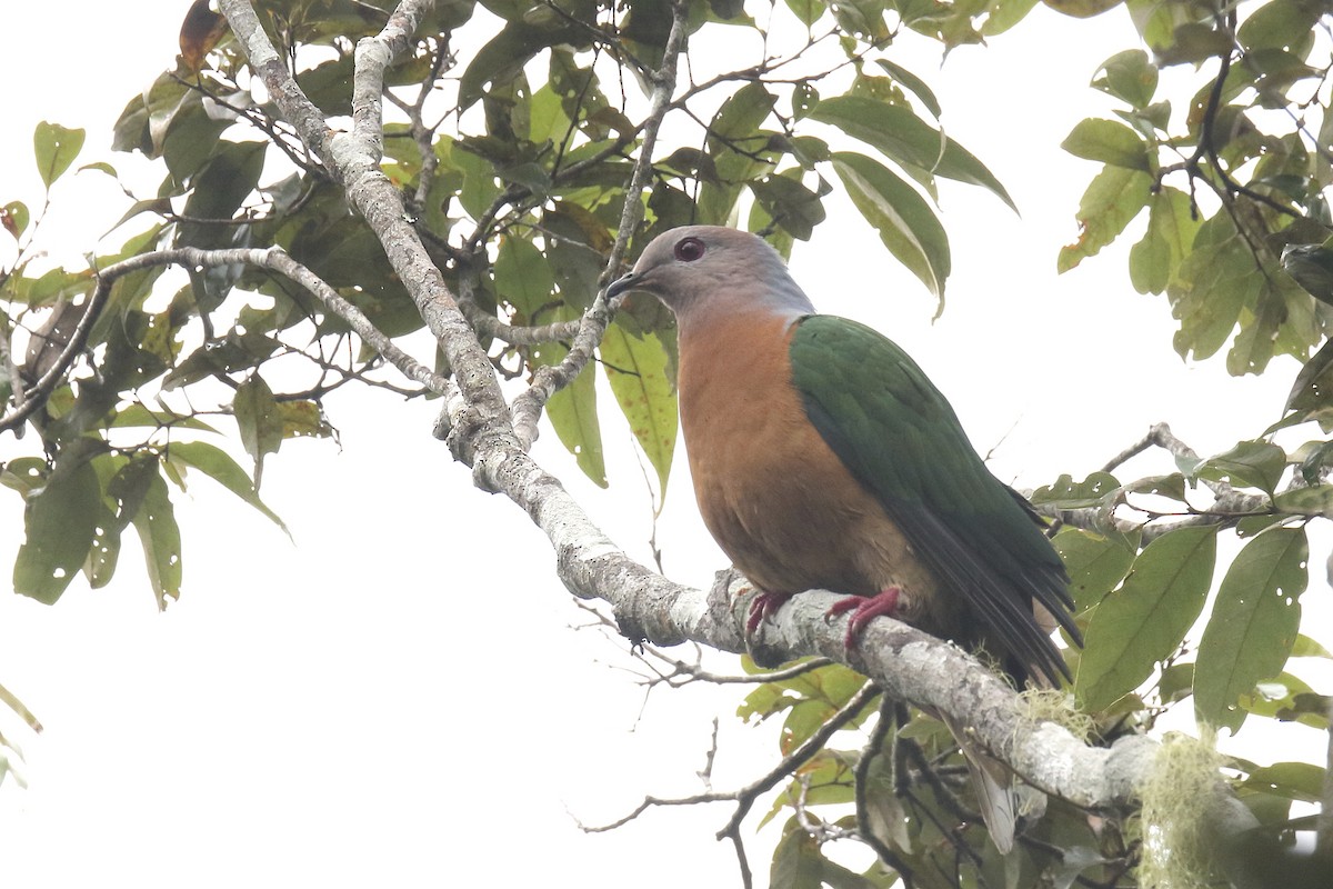 Purple-tailed Imperial-Pigeon - ML79605971