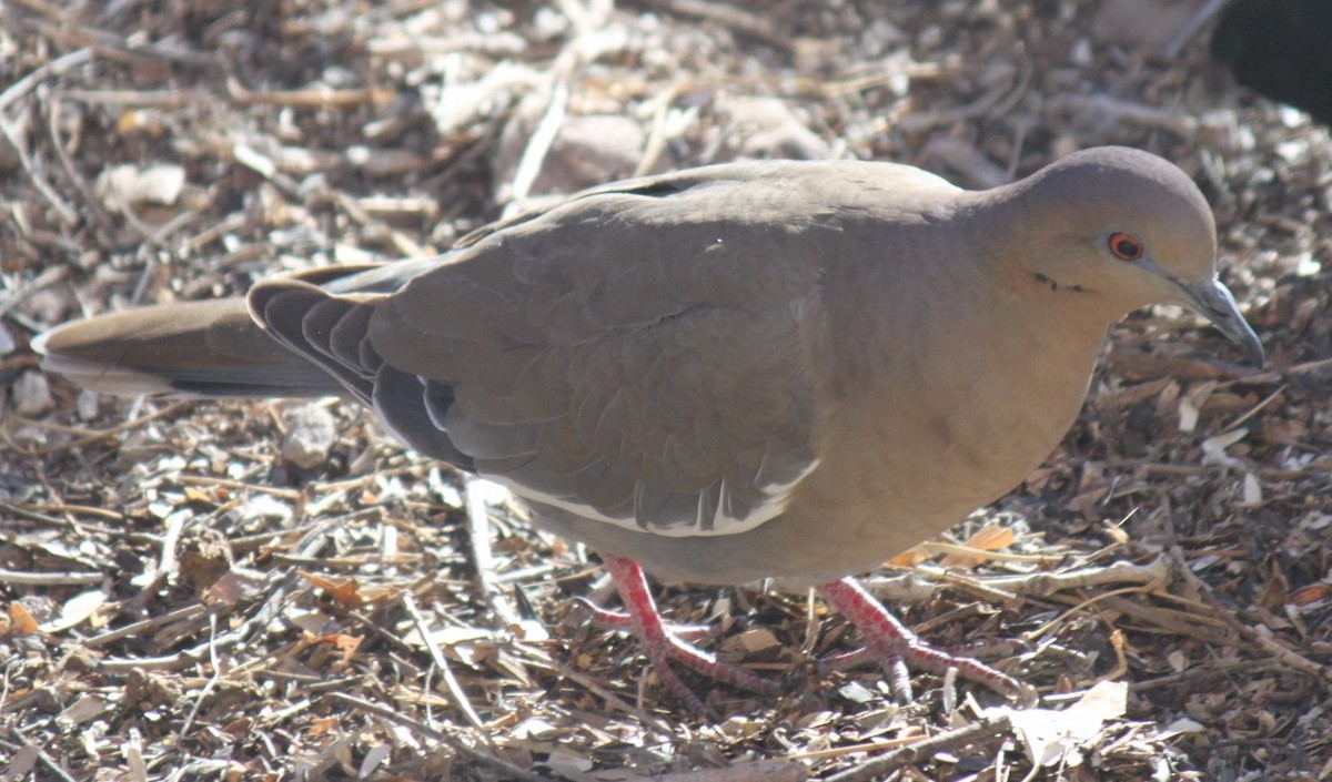 White-winged Dove - Max Taylor