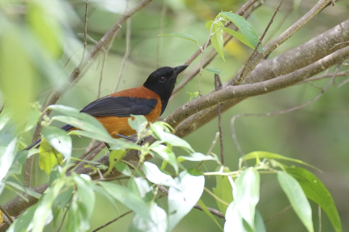 Hooded Pitohui - Chris Barnes