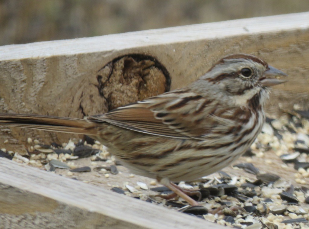 Song Sparrow - Judy and Don Self