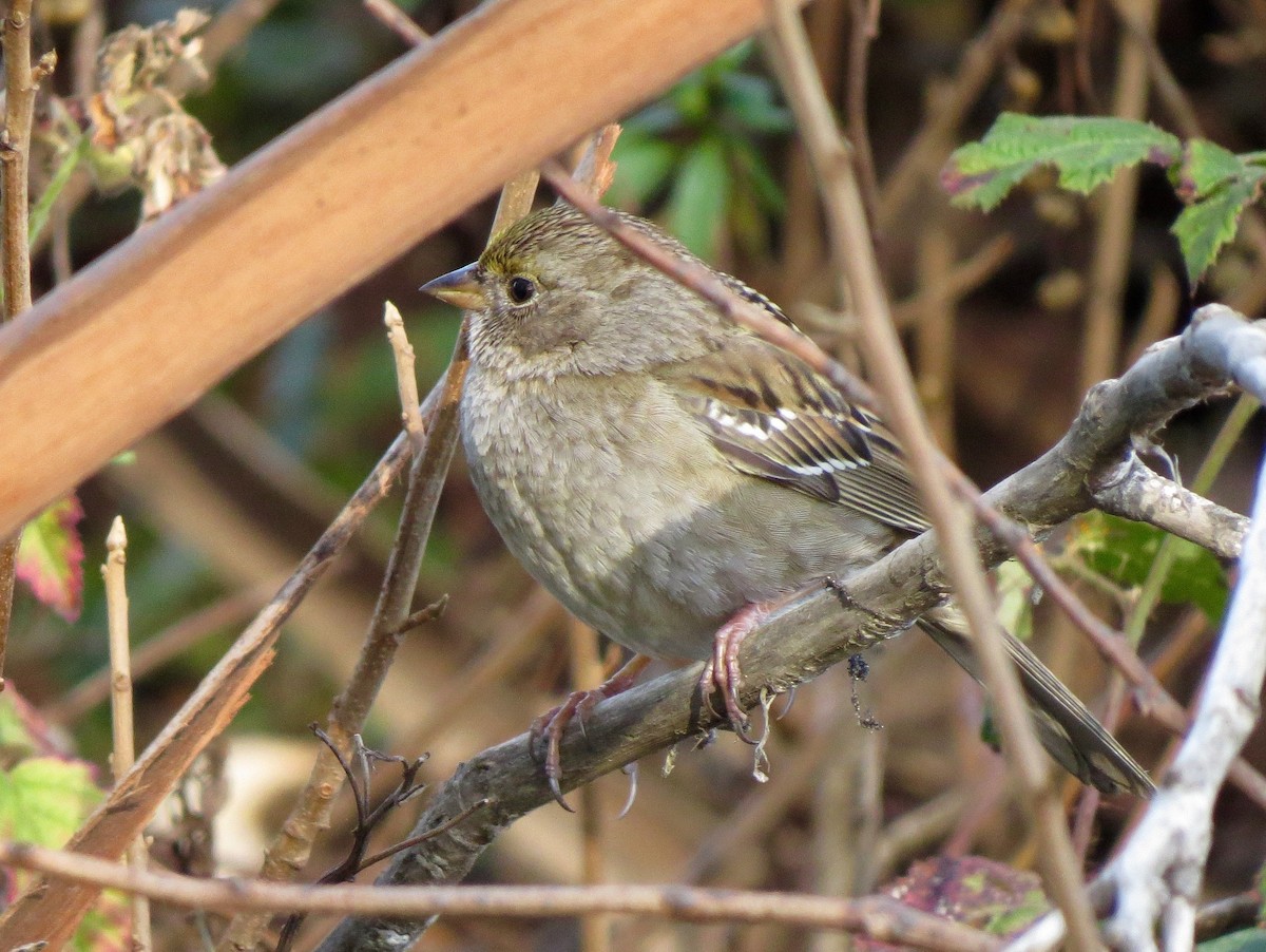Golden-crowned Sparrow - ML79608291