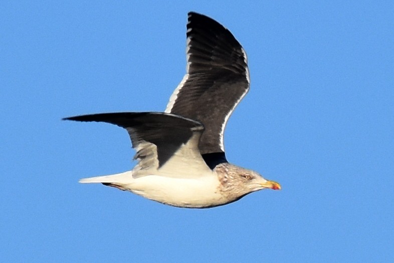 Lesser Black-backed Gull - Nick Moore